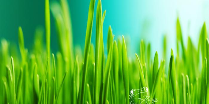 2560x1600 Grass HD Wallpaper | Background Image | 2560x1600