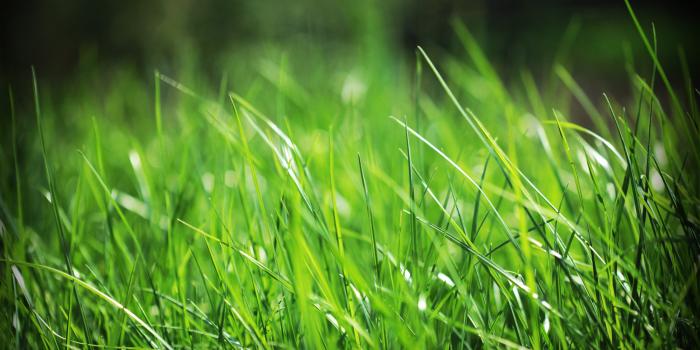 2560x1600 Just grass wallpapers | Just grass stock photos