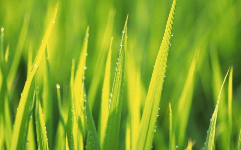 480x300 Yeşil Ve Sarı Çimen Duvar Kağıdı - Green And Yellow Grass Wallpaper