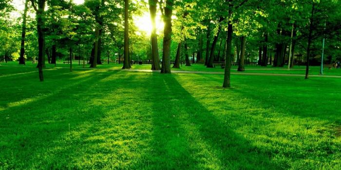 1600x1000 nature, Landscape, Green, Grass Wallpapers HD / Desktop and Mobile  Backgrounds