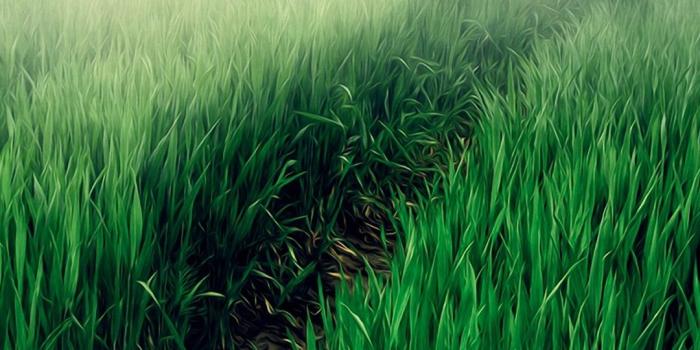 1080x1920 Android Wallpaper HD Grass - 2021 Android Wallpapers