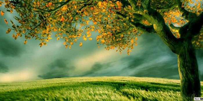 2560x1080 Autumn Tree in Field of Grass HD wallpaper download