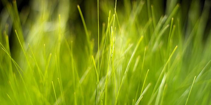 1200x960 Sweet grass wallpapers HD | Download Free backgrounds