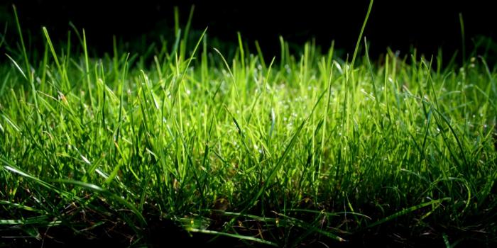 1920x1080 Free download Best Nature Wallpapers Grass 19201080 Wallpaper I write a lot  [1920x1080] for your Desktop, Mobile & Tablet | Explore 48+ Grass Wallpapers  | Grass Wallpaper for Walls, Grasscloth Wallpaper, Grasscloth Wallpaper  Canada