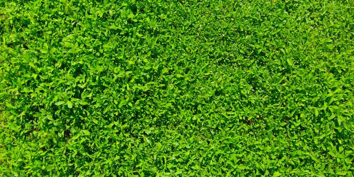 2800x2100 Green Grass 01 Ultra HD Desktop Background Wallpaper for 4K UHD TV :  Widescreen & UltraWide Desktop & Laptop : Tablet : Smartphone