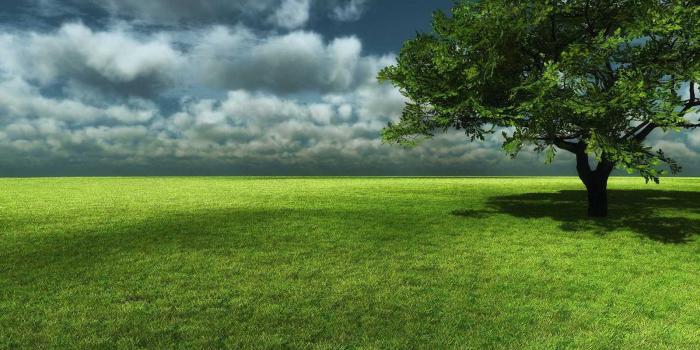 1600x1000 Best-top-desktop-green-grass-wallpapers-hd-grass-wallpaper-pictures-photos-021.jpg  - SymbeoHealth