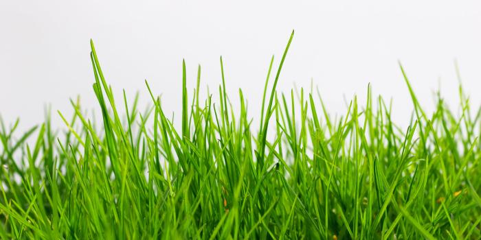 1680x1050 Grass wallpapers, Earth, HQ Grass pictures | 4K Wallpapers 2019