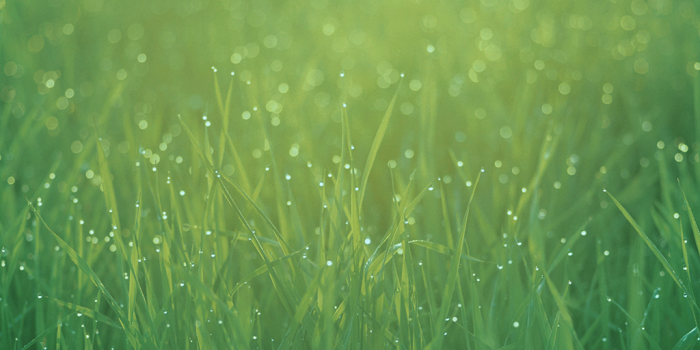 1024x1024 Nature Grass Dew Wallpapers - Dew Drops On Grass - 1024x1024 Wallpaper -  teahub.io