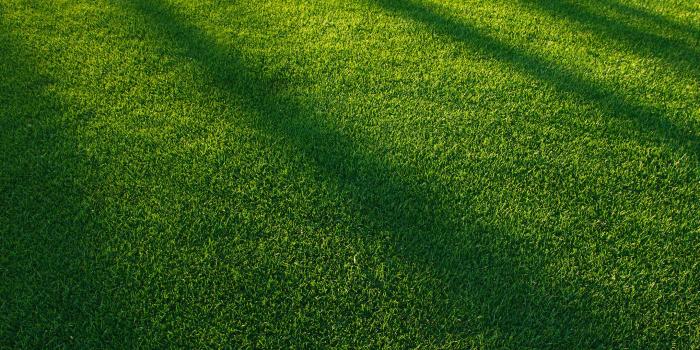 2160x1920 grass Wallpapers HD / Desktop and Mobile Backgrounds