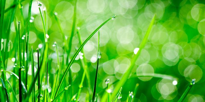 2560x1440 Water Drops On Grass Ultra HD Desktop Background Wallpaper for 4K UHD TV :  Tablet : Smartphone