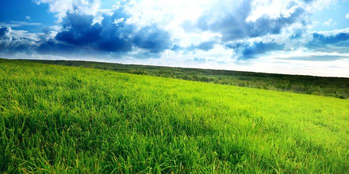 2560x1600 Grass wallpapers | Grass stock photos