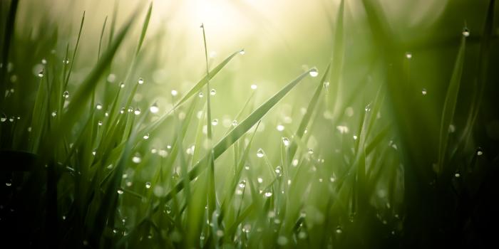 1600x900 Wet Grass Wallpaper | 1600x900 | ID:48077