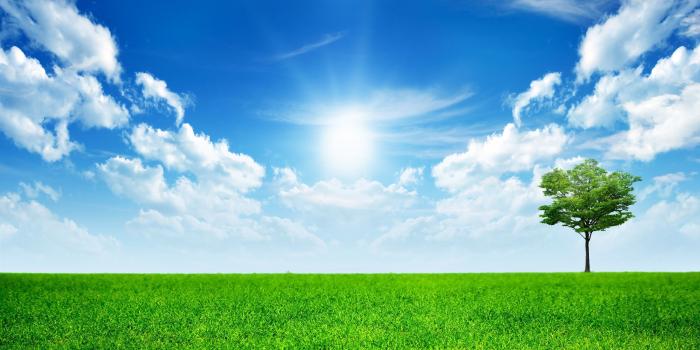 2560x1600 Single tree in the green grass wallpaper - Digital Art wallpapers - #53752