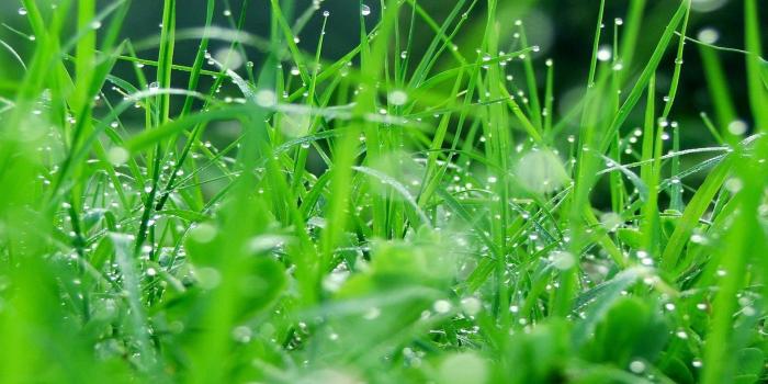 1920x1080 1920x1080, Lush Grass Wallpapers Hd Data Id 231429 - Full Hd Green Grass Hd  - 1920x1080 Wallpaper - teahub.io