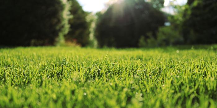 1920x1080 Fastest Wallpaper Grass