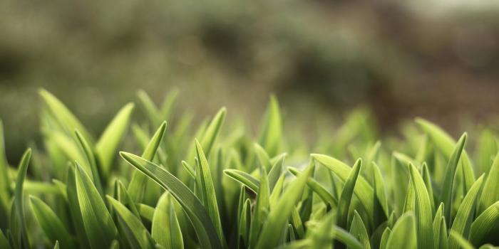 1332x850 Wallpaper greens, summer, grass, nature, plants, wallpapers, sunshine grass  images for desktop, section макро - download