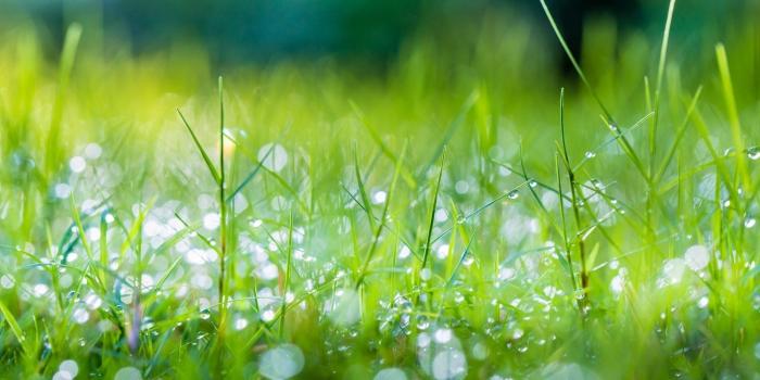 2048x1365 Spring Grass Wallpapers - Top Free Spring Grass Backgrounds -  WallpaperAccess