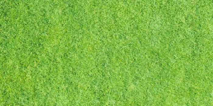 1080x2400 Grass Background Wallpaper