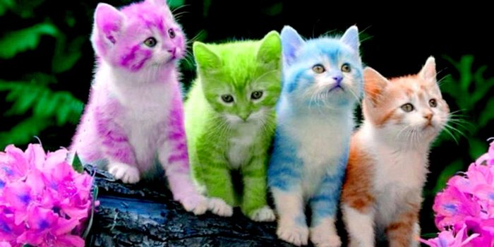 2880x2160 Cute Kitten Wallpapers - Top Free Cute Kitten Backgrounds - WallpaperAccess  | Kitten wallpaper, Kittens cutest, Cute cats