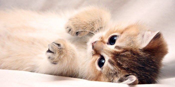 1920x1080 55+] Kitten Pictures Wallpaper on WallpaperSafari