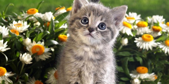 1920x1200 Kitten Wallpapers