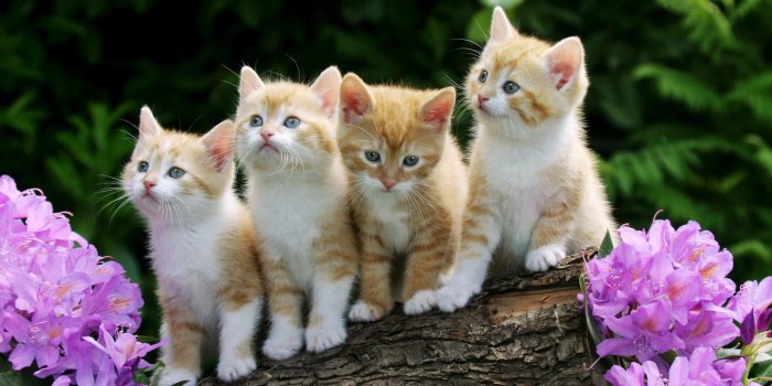 1920x1200 49+] HD Kitten Wallpaper on WallpaperSafari