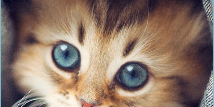 1047x1862 Cute Kittens Wallpapers For IPhone 11 Kitten Wallpaper, Animal - Cute Kitten  Wallpaper | Neat