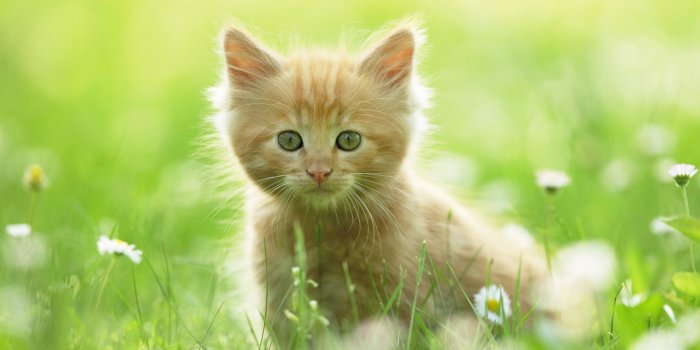 1920x1200 Wallpaper 4k Cute Kitten Wallpaper