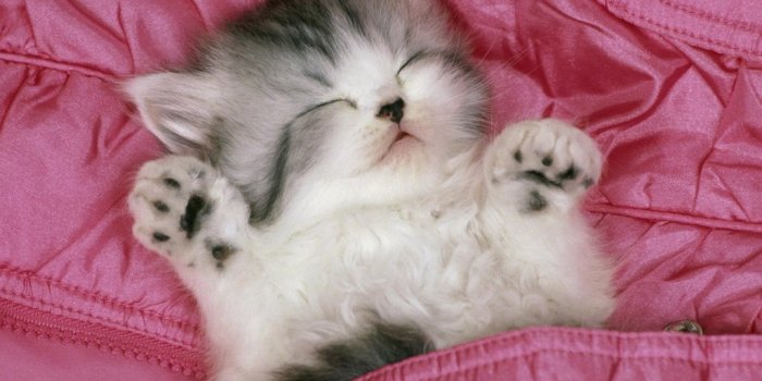 1024x768 Kittens Wallpapers - Pets Cute and Docile