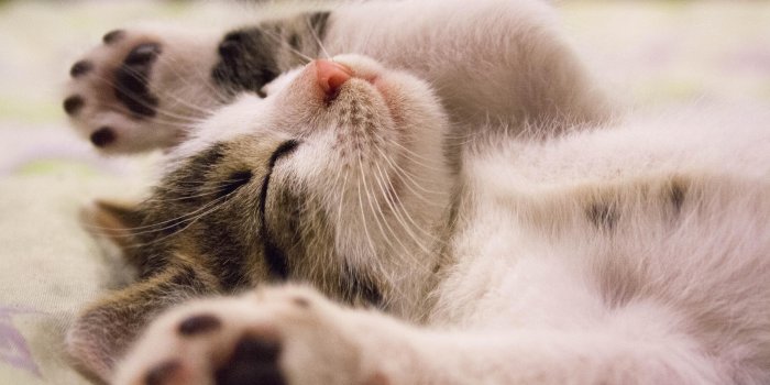 3840x2160 Kitten 4K wallpapers for your desktop or mobile screen free and easy to  download