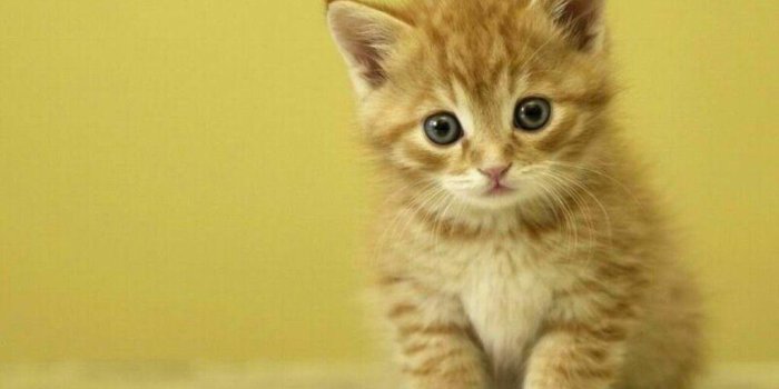 1024x768 Kitten Wallpapers - 4k, HD Kitten Backgrounds on WallpaperBat