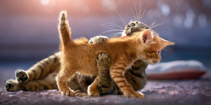 1366x768 1366x768 Cute Kittens 1366x768 Resolution HD 4k Wallpapers, Images,  Backgrounds, Photos and Pictures
