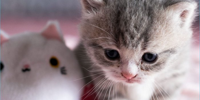 2560x2560 Ten Unconventional Knowledge About Cute Kitten Wallpaper