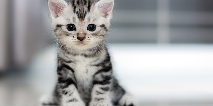 1920x1442 My Cats - Adorable Cat & Kitten HD Wallpapers - MyStart
