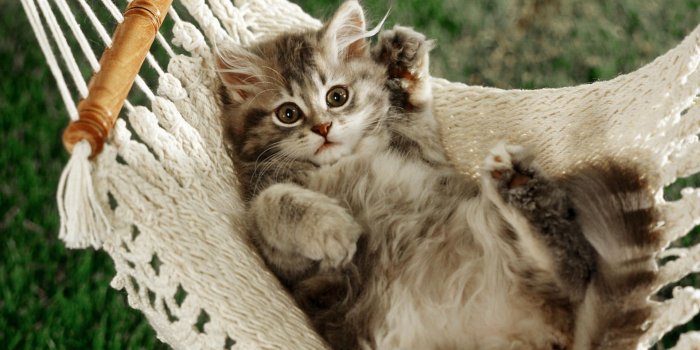 1920x1080 66 Kitten Wallpapers (1920x1080) - Album on Imgur