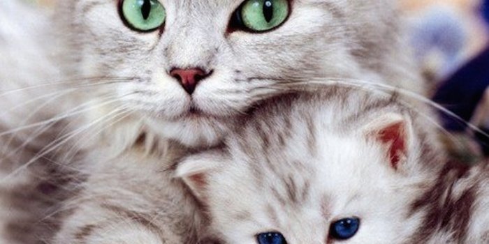 2048x1536 Cat Kitten Wallpaper-Free Animal Wallpaper