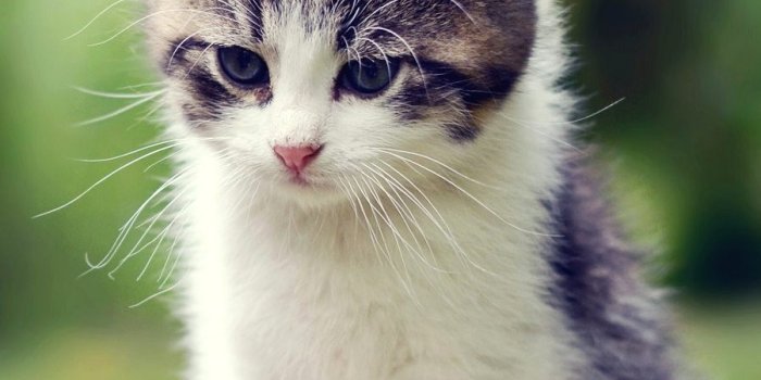 900x1200 ✓[80+] Cute Kitten Wallpaper HD (900x1200) (2021)