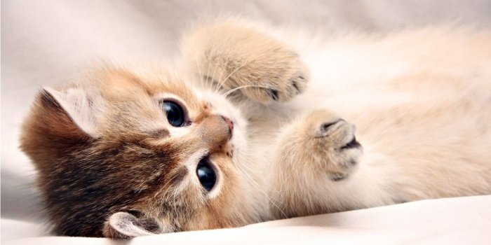 1366x768 White Kitten Wallpapers Desktop Wallpapers And Stock Photos Desktop  Background