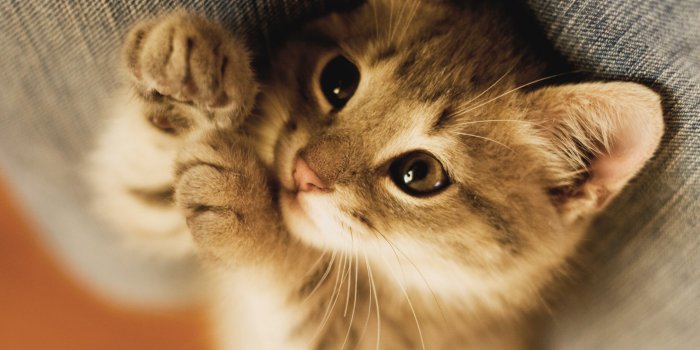 2560x1600 Baby Kitten Wallpapers - Top Free Baby Kitten Backgrounds - WallpaperAccess