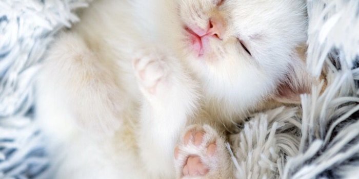 750x1334 Kitten Wallpaper - EnWallpaper