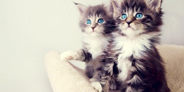 1024x768 Cute Kittens Wallpapers For Mobile