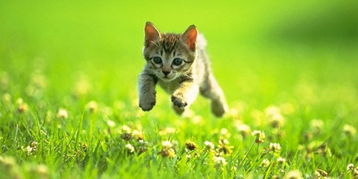 1024x768 Free download Cat Wallpaper Kitten Wallpaper Picture Desktop [1024x768] for  your Desktop, Mobile & Tablet | Explore 76+ Kitten Desktop Wallpaper | Kittens  Wallpaper, Kitten Wallpapers Free Download, Black Kitten Wallpaper