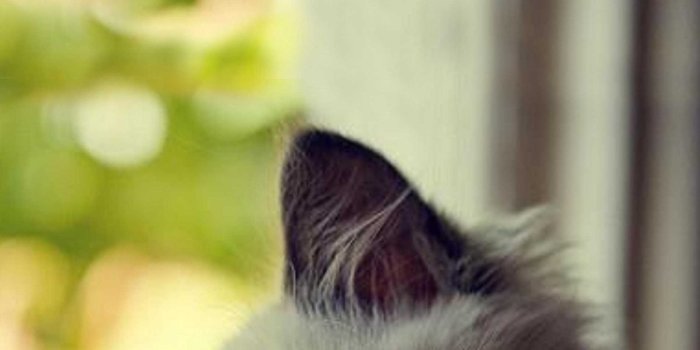 1903x2854 Kitten Wallpaper | WhatsPaper