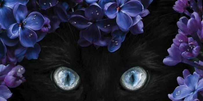 720x1280 Kitten Wallpaper - iXpap
