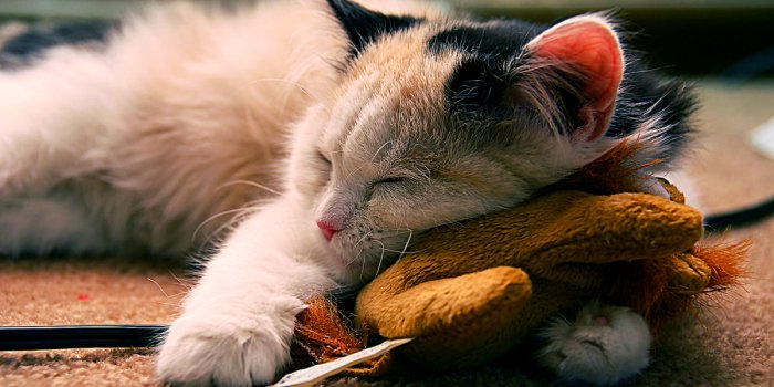 1200x750 190+ Kitten wallpapers HD | Download Free backgrounds