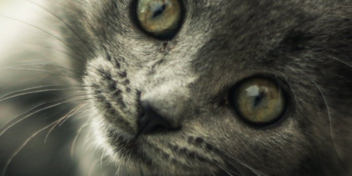1440x2560 Gray Kitten Wallpaper - iPhone, Android & Desktop Backgrounds