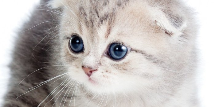 1080x1920 Kitten Wallpaper - EnWallpaper