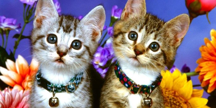 1024x768 Easter Kitten Wallpapers - 4k, HD Easter Kitten Backgrounds on WallpaperBat