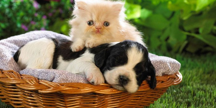 1366x820 Puppy & Kitten Wallpaper | Marmalade Art