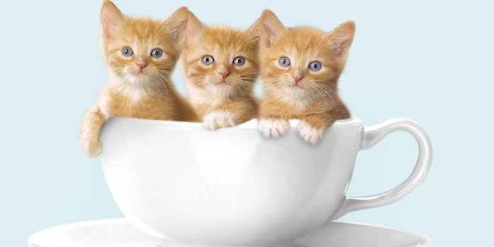 1920x1080 Kitten Wallpapers for Android - APK Download